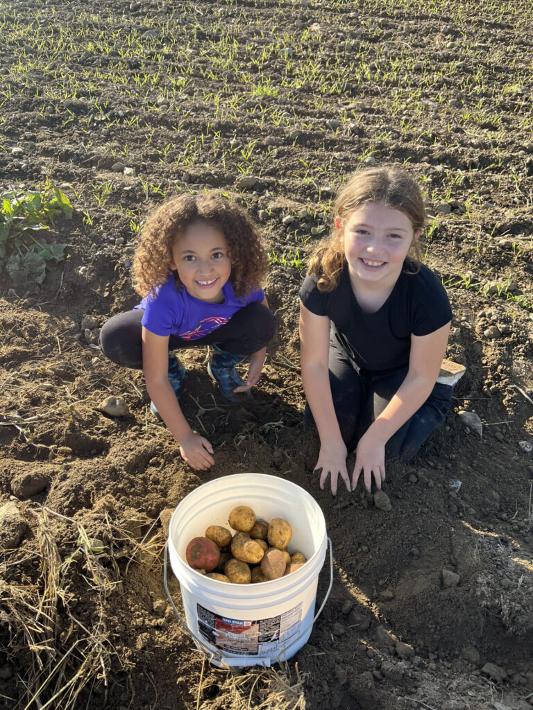 Students participate in Food Education in Action week by harvesting potatoes to donate to their community's local food bank.