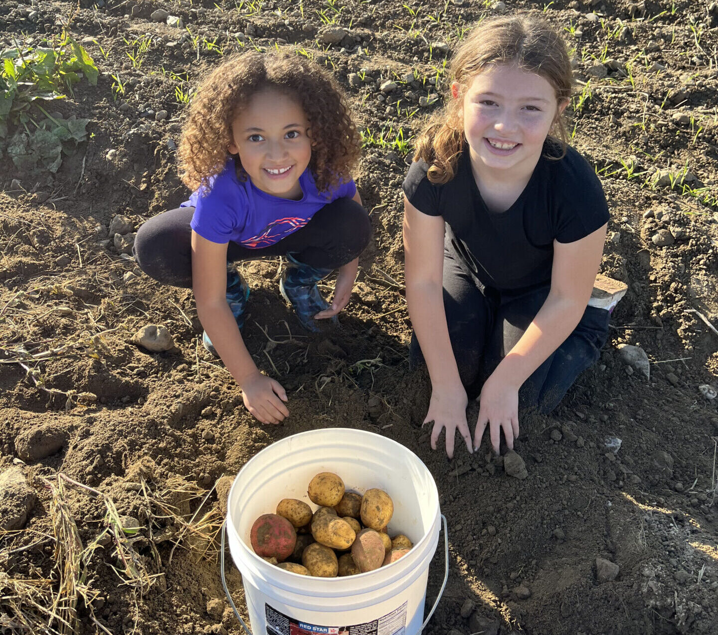 Students participate in Food Education in Action week by harvesting potatoes to donate to their community's local food bank.