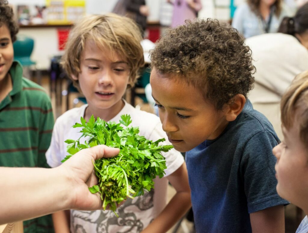 Curious children examine a fresh bunch of cilantro held by an adult in a classroom, creating an engaging, hands-on learning moment.